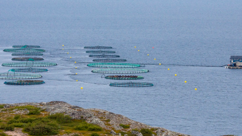 Oppdrettsanlegg med merder i sjø. Havbruk. 